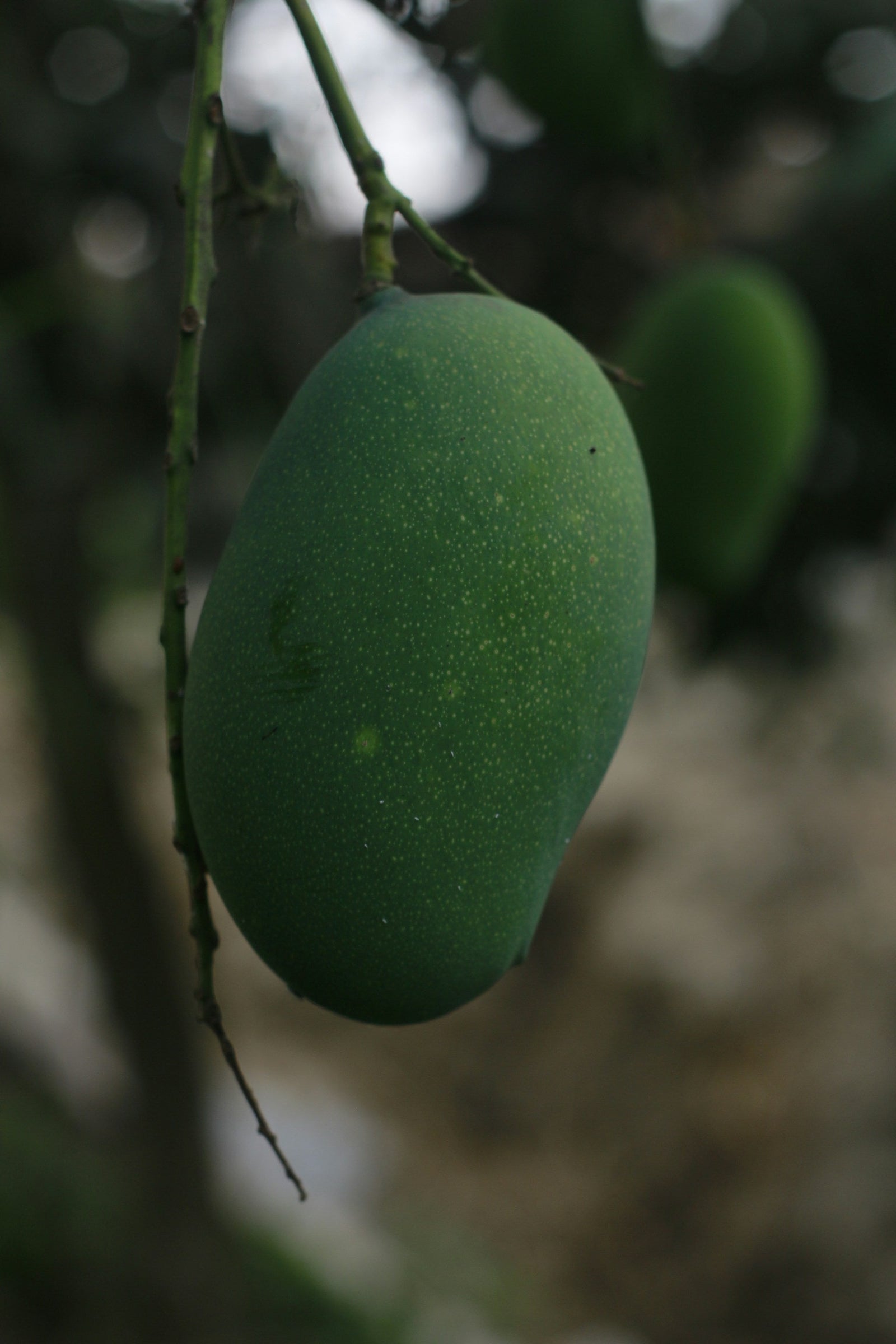How to Tell If a Mango Is Ripe — 5 Tests That Actually Work
