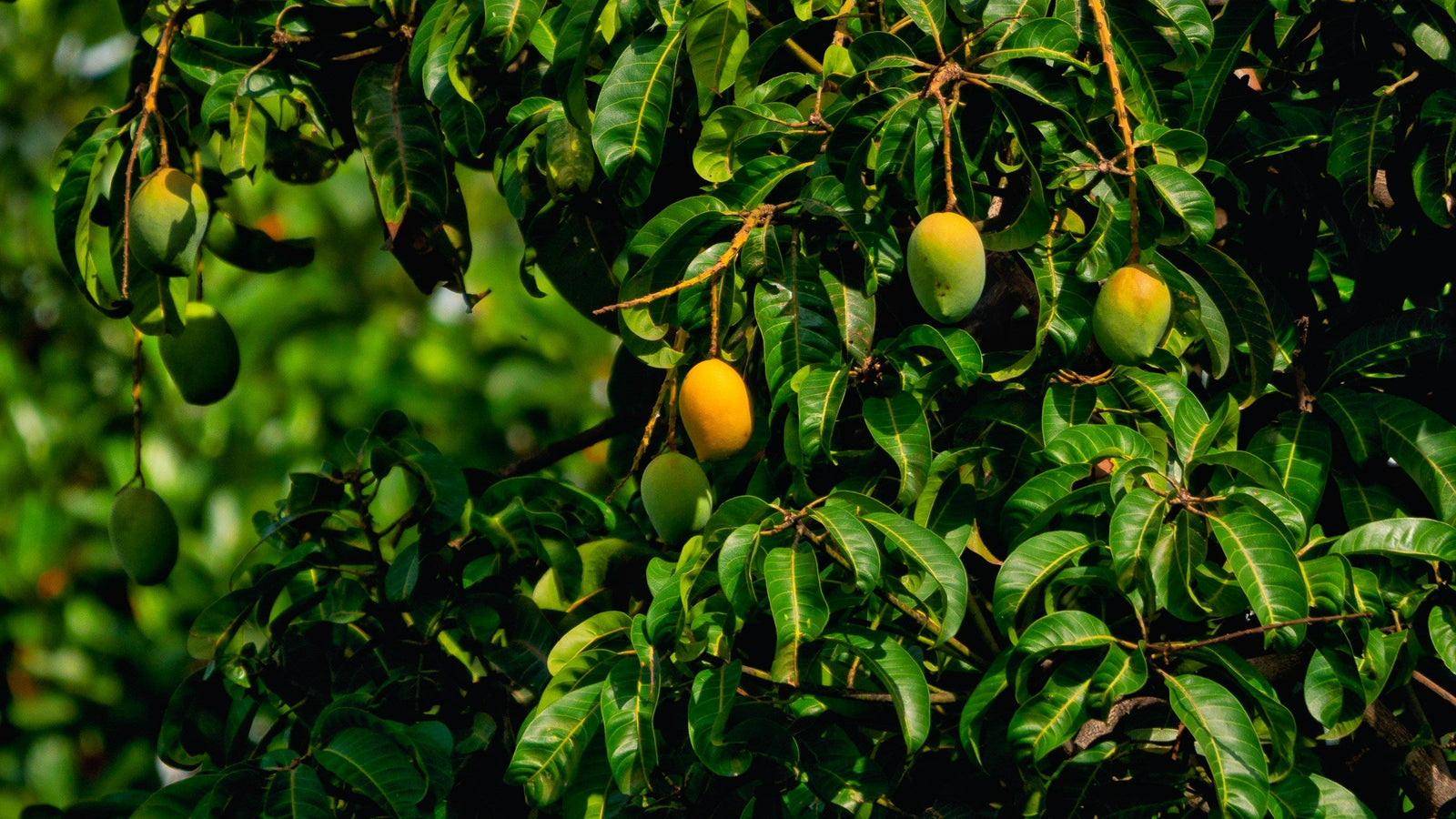 How to Cut a Mango — The Hedgehog Method (with Photos in Mind)