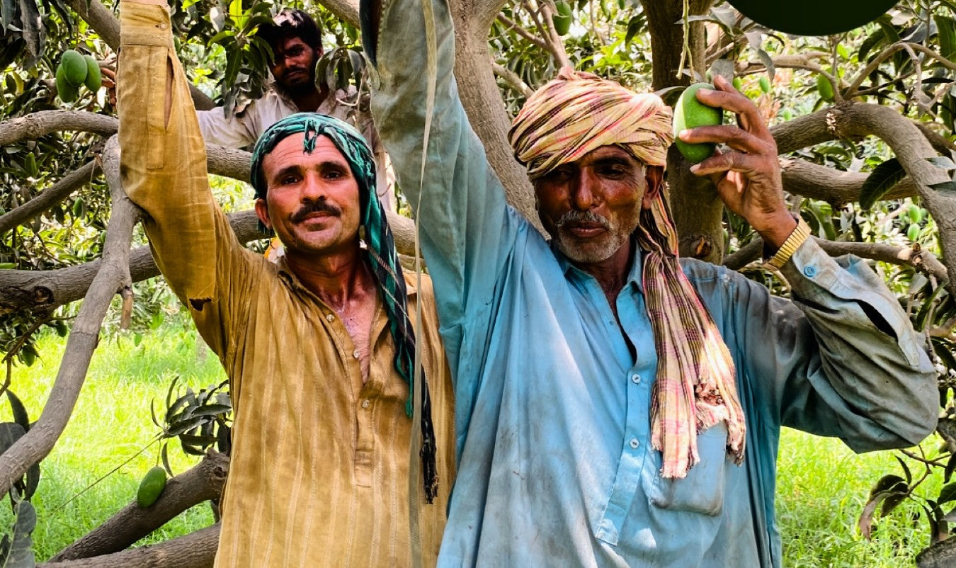 Carbide-free Multani mangoes from the MMA family orchard