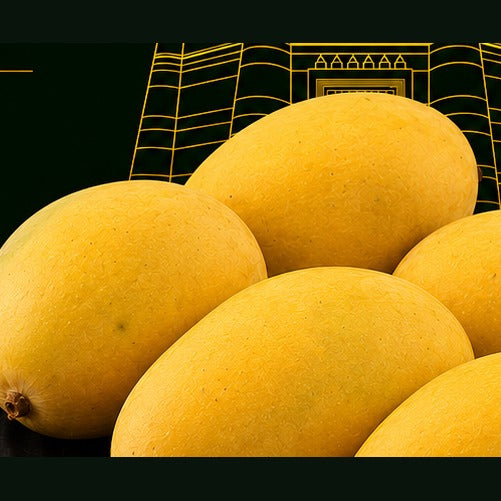 Premium Multani mangoes graded and boxed by MMA Mangoes